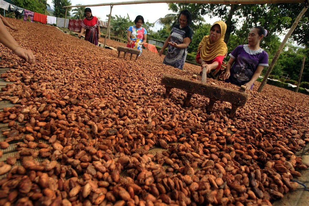 how-to-choose-reliable-cocoa-powder-supplier-indonesia
